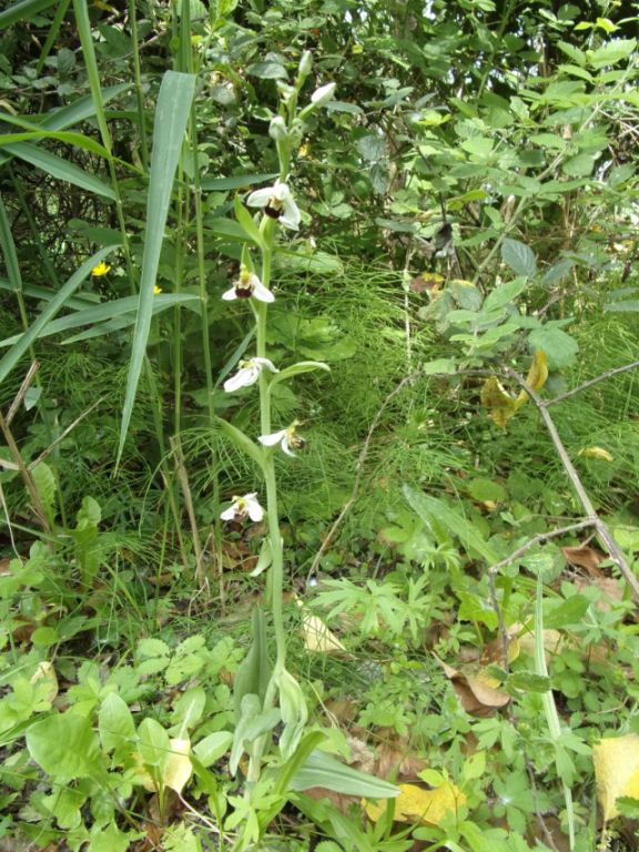 Ophrys apifera